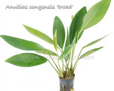 Anubias congensis broad